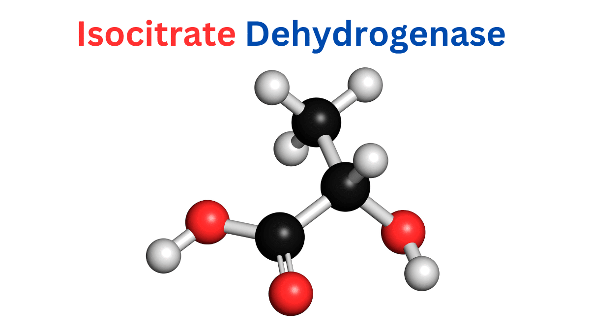 Mutant Isocitrate Dehydrogenase